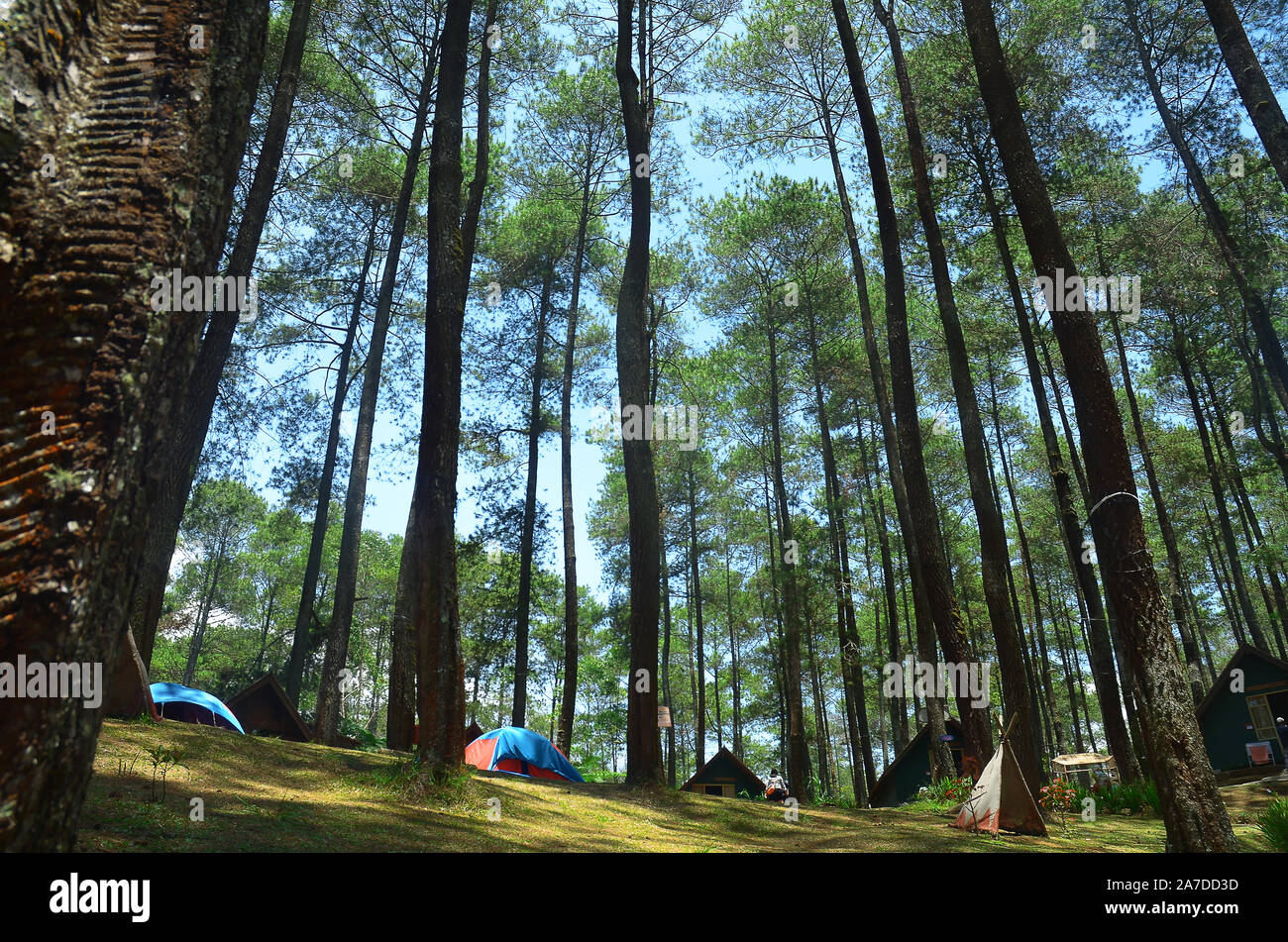 trees and sky in the forest Stock Photo - Alamy