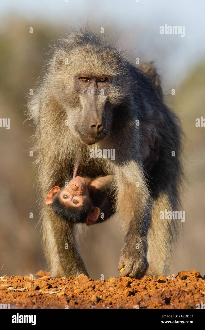 Female Chacma Baboon (Papio ursinus) with baby suckling, Karongwe Game Reserve, Limpopo, South Africa Stock Photo