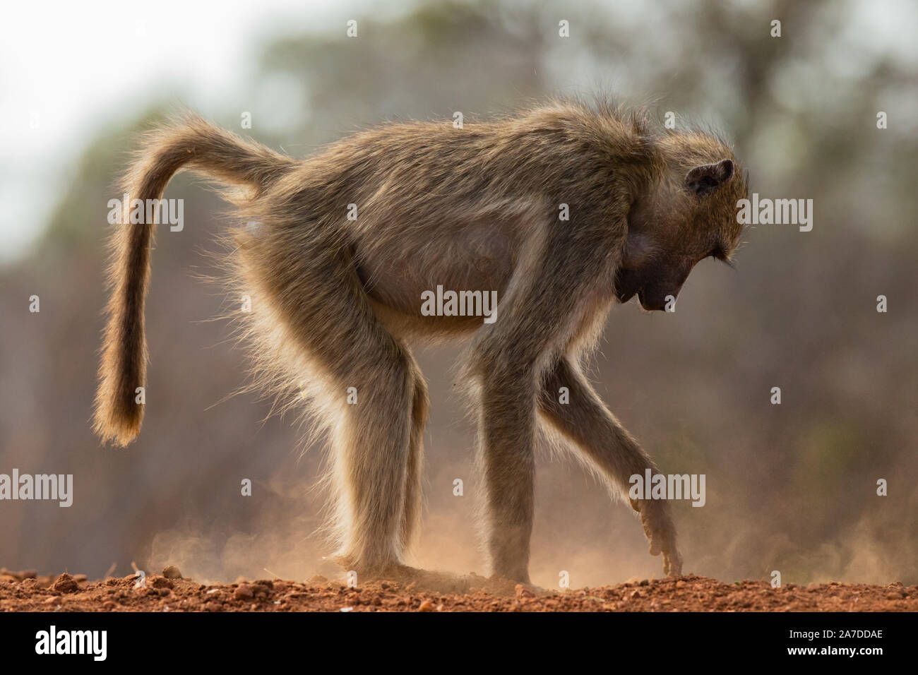 Juvenile Chacma Baboon (Papio ursinus) digging and photographed with back lighting, Karongwe Game Reserve, Limpopo, South Africa Stock Photo