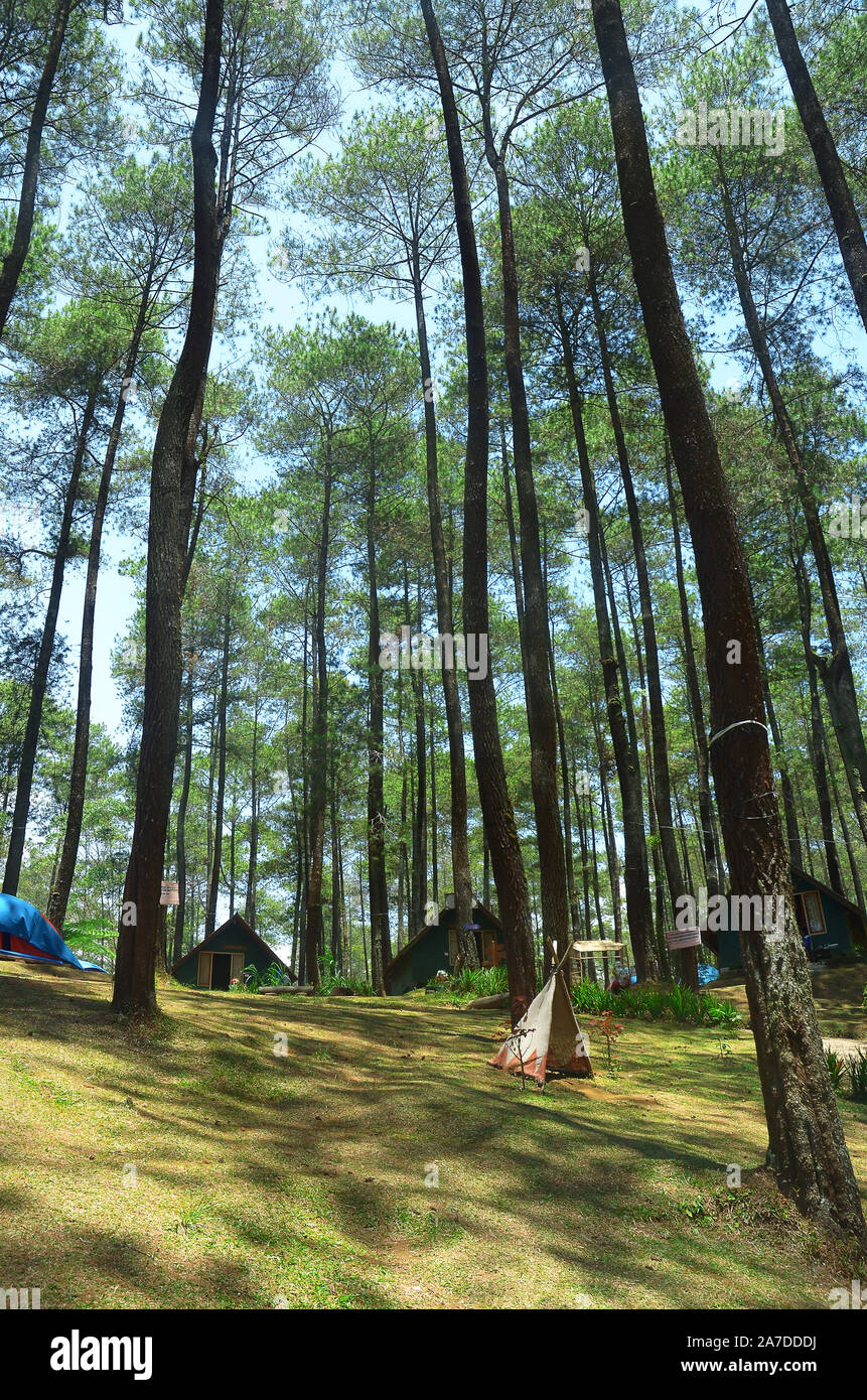 trees and sky in the forest Stock Photo - Alamy