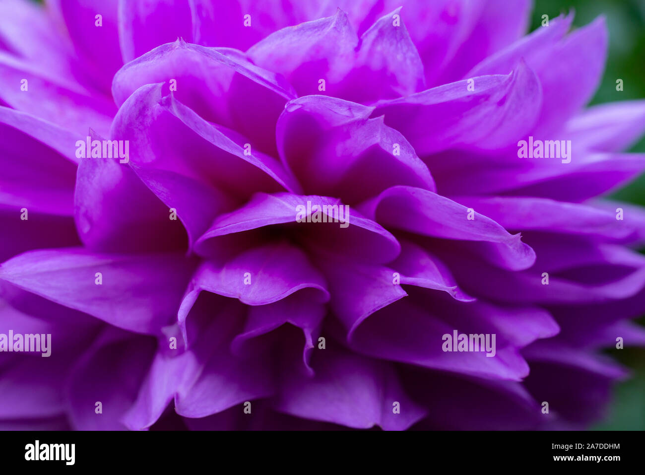 Lo Pan Stock Photos Lo Pan Stock Images Alamy