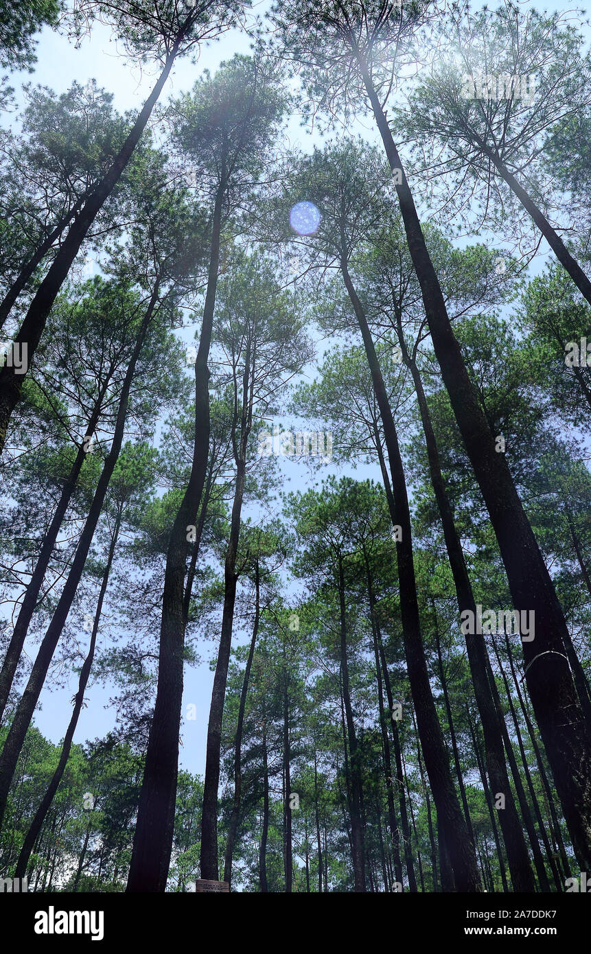 trees and sky in the forest Stock Photo - Alamy
