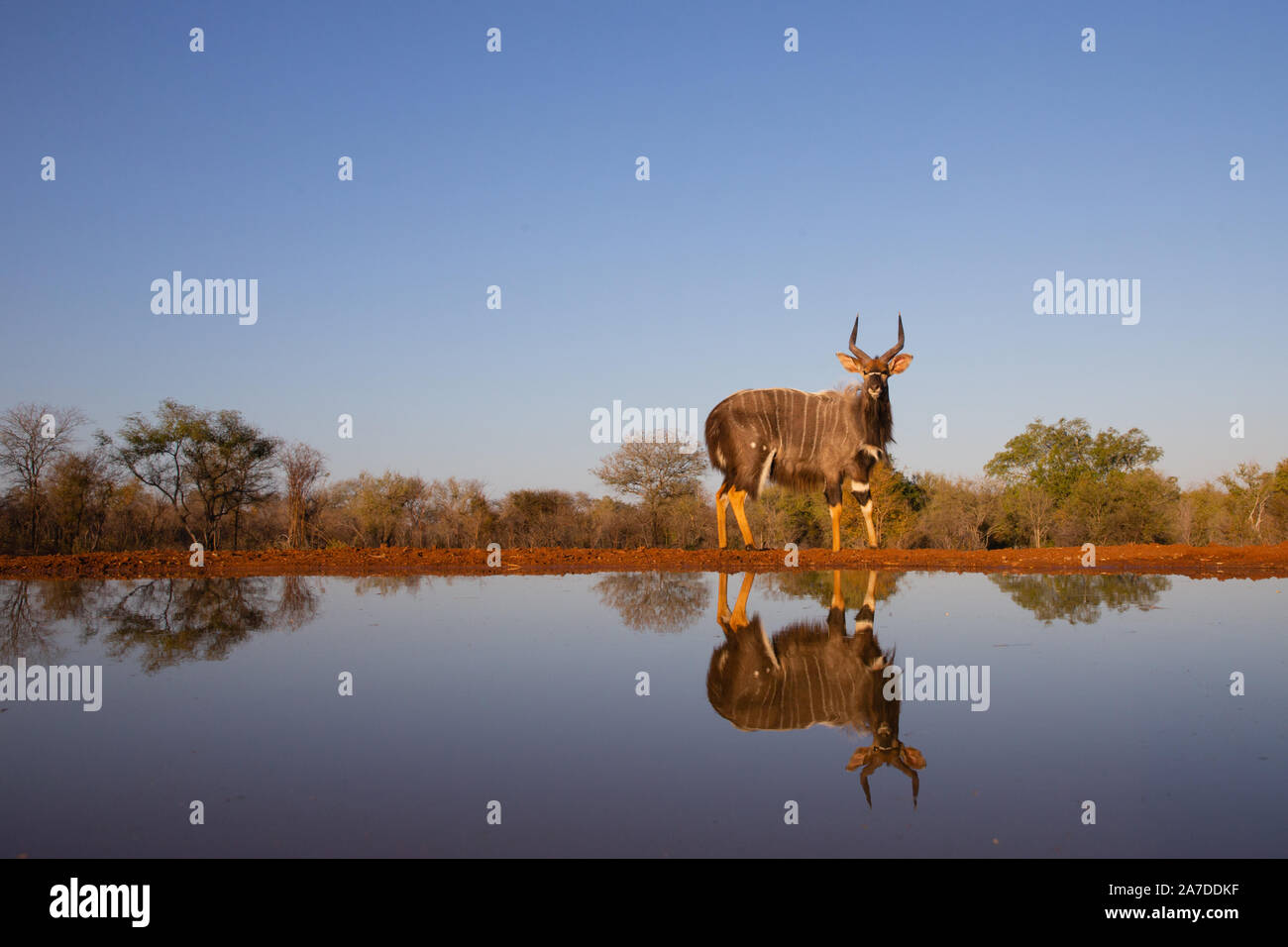 Nyala Bull (Tragelaphus angasii) with reflection, Karongwe Game Reserve, Limpopo, South Africa Stock Photo