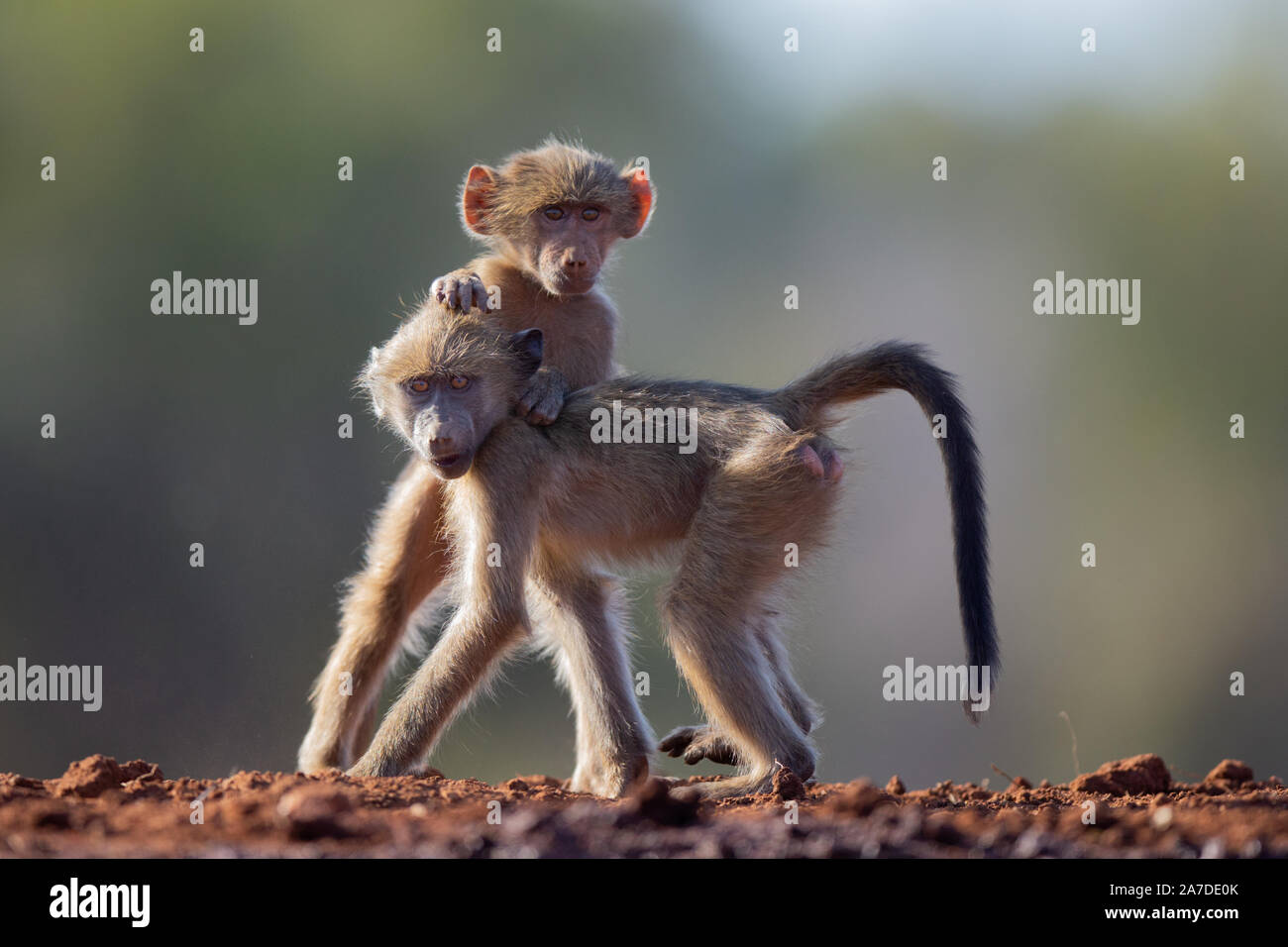 Juvenile Chacma Baboons (Papio ursinus) playing and photographed with back lighting, Karongwe Game Reserve, Limpopo, South Africa Stock Photo