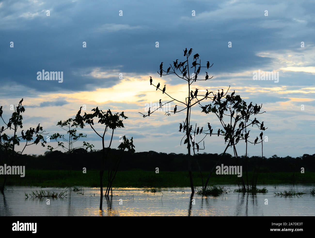 Cormorants perch on a bare tree at sunset in the PacayaSamiria National Reserve in the Peruvian