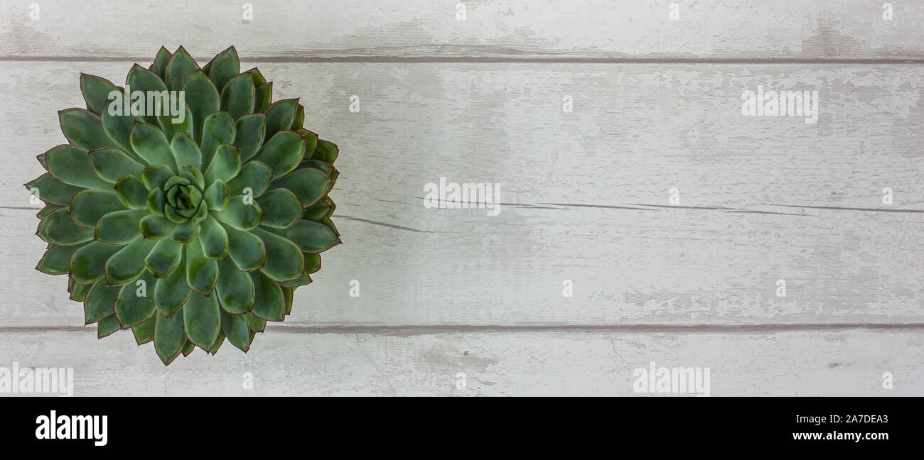 Top View of Beautiful Green Succulent Plant on a Rustic White Wooden Table Stock Photo