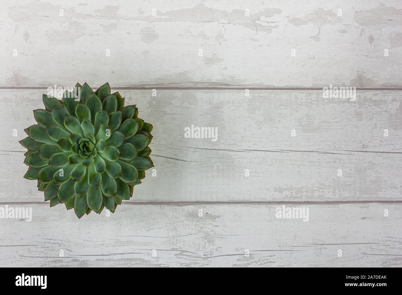 Top View of Beautiful Green Succulent Plant on a Rustic White Wooden Table Stock Photo