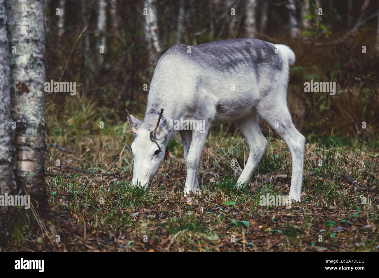 Group herd of deer caribou reindeers, Finnish forest reindeer, pasturing in Oulanka National Park, a finnish national park in the Northern Ostrobothni Stock Photo