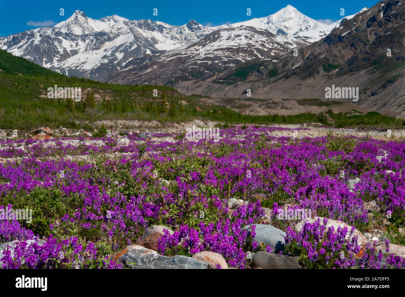 North America; United States; Alaska; Alaska Range Mountains; Castner Glacier; Moraine; Wild Sweet Pea Flowers; Lathyrus Hedysarum alpinum; Alpine swe Stock Photo