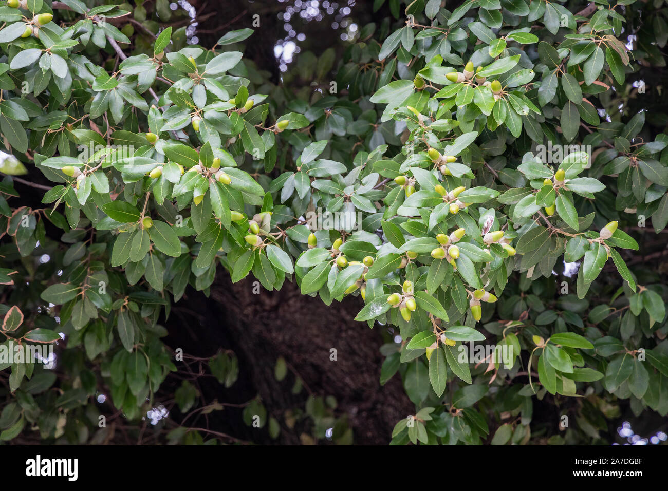 Escarpment Live Oak, Plateau Live Oak, or Plateau Oak (Quercus fusiformis) with acorns Stock Photo