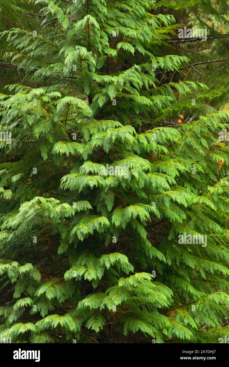 Port orford cedar chamaecyparis hires stock photography and images Alamy