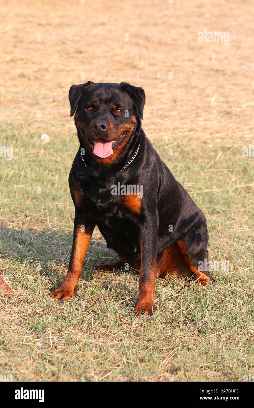 Rottie hi-res stock photography and images - Page 5 - Alamy