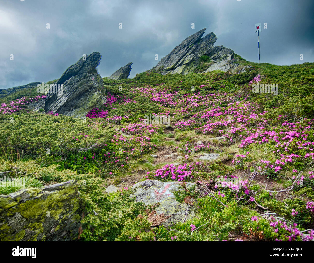 mountain slopes filled with bushes of rhododendron kotschyi in fagaras mountains romania in early summer Stock Photo