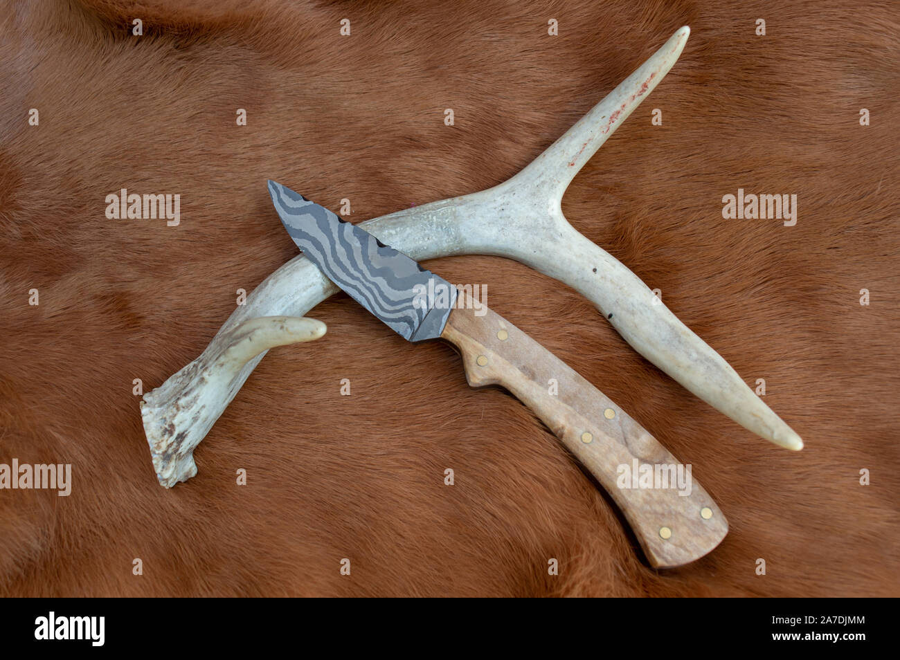 A pretty damascus fixed blade knife displayed on a deer antler and colored rabbit fur. The handle is made of box elder Bokeh. Stock Photo