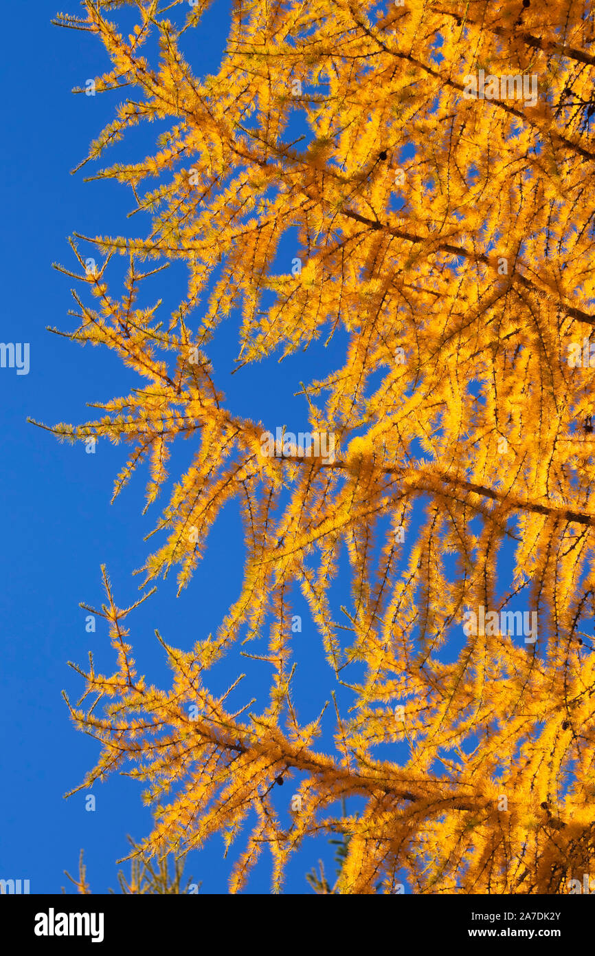 Larch needles in autumn, Umatilla National Forest, Oregon Stock Photo