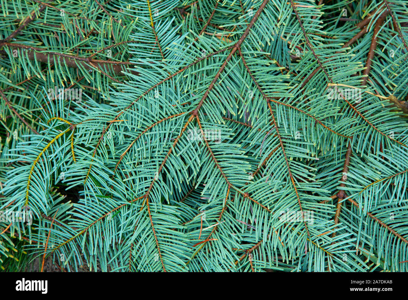 White fir needles, Umatilla National Forest, Oregon Stock Photo