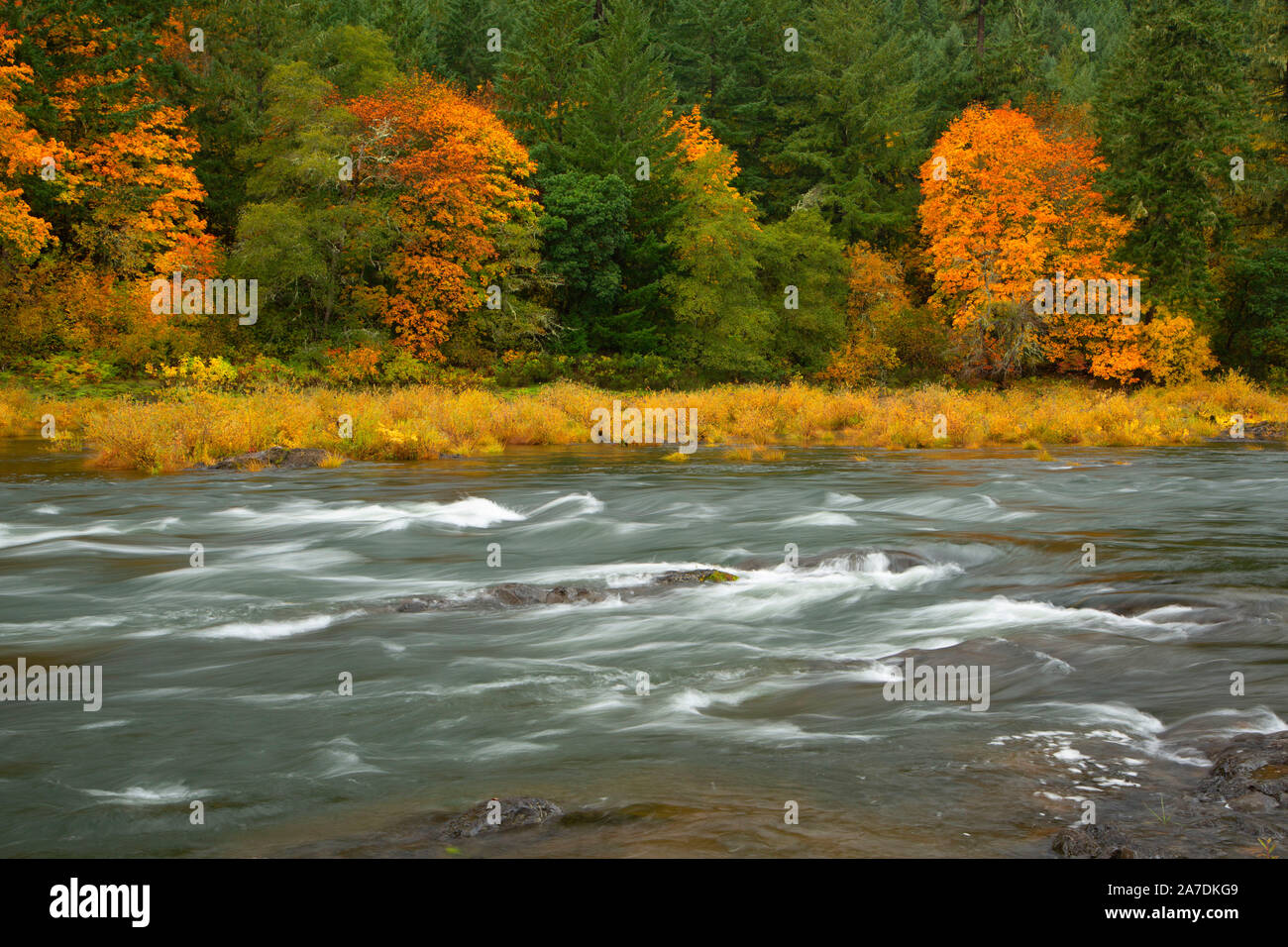 North Umpqua River, Whistler's Bend Park, Douglas County, Oregon Stock