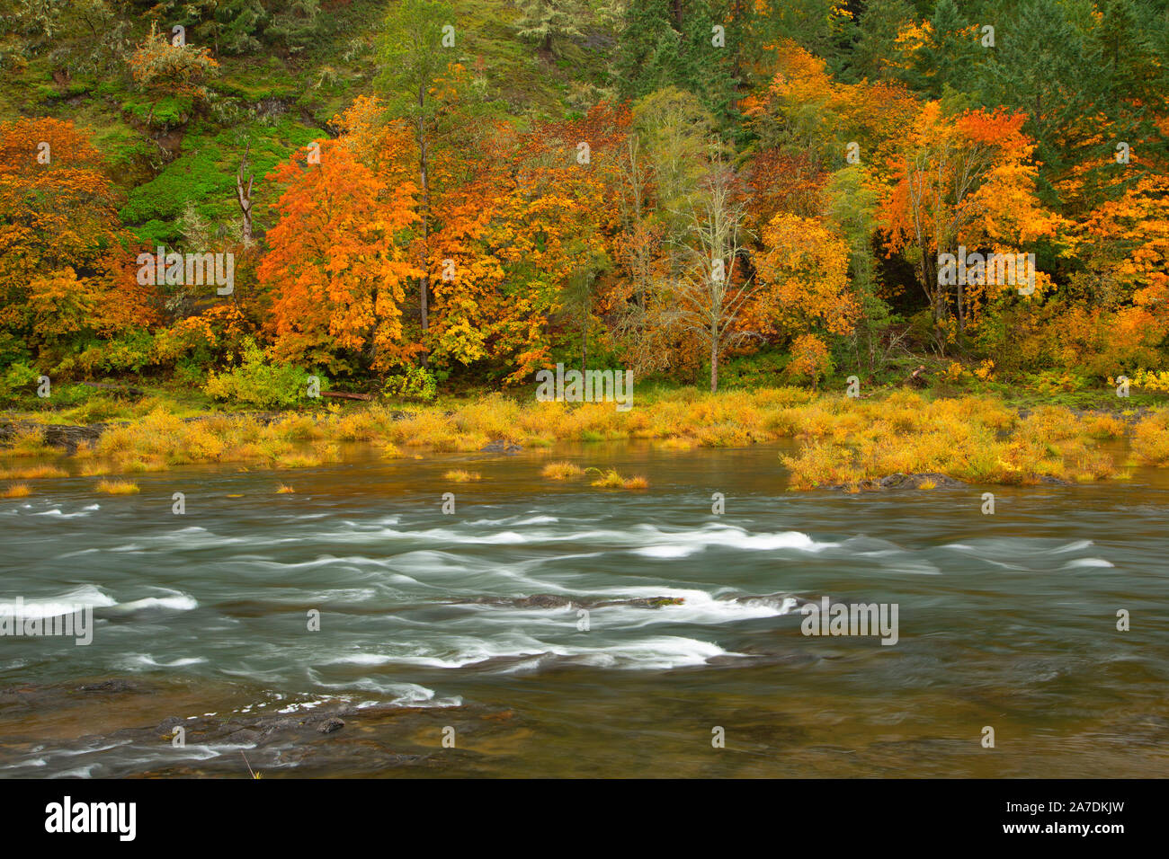 North Umpqua River, Whistler's Bend Park, Douglas County, Oregon Stock