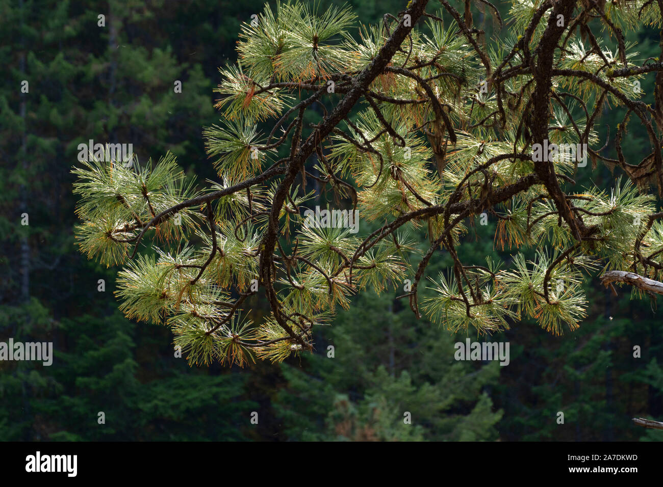 Ponderosa pine (Pinus ponderosa) needles, Minam State Park, Wallowa Wild and Scenic River, Oregon Stock Photo