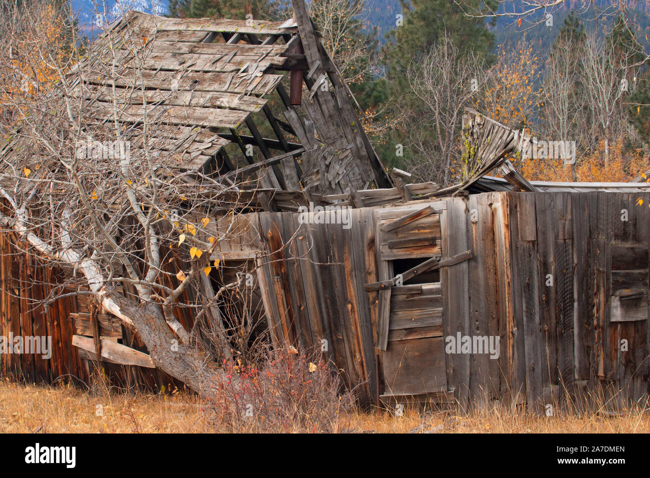 Abandoned homestead, Union County, Oregon Stock Photo