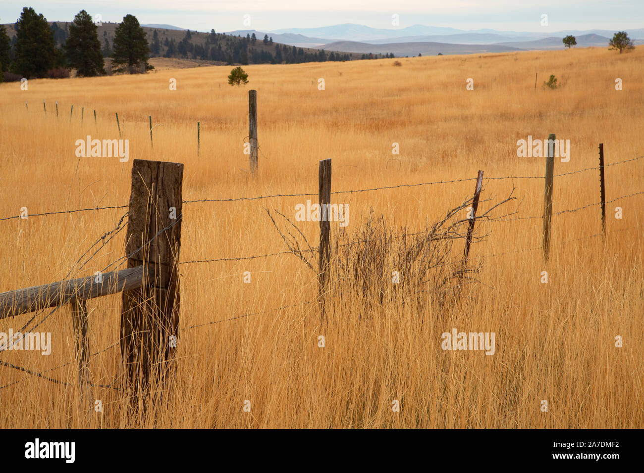 Ranch grassland fence, Union County, Oregon Stock Photo