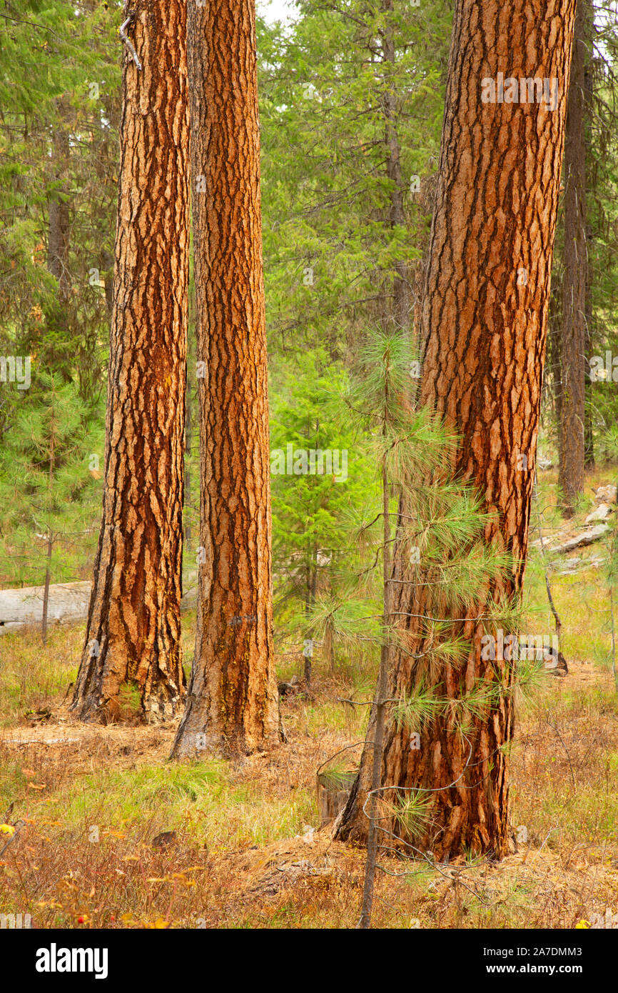 Ponderosa pine (Pinus ponderosa), WallowaWhitman National Forest