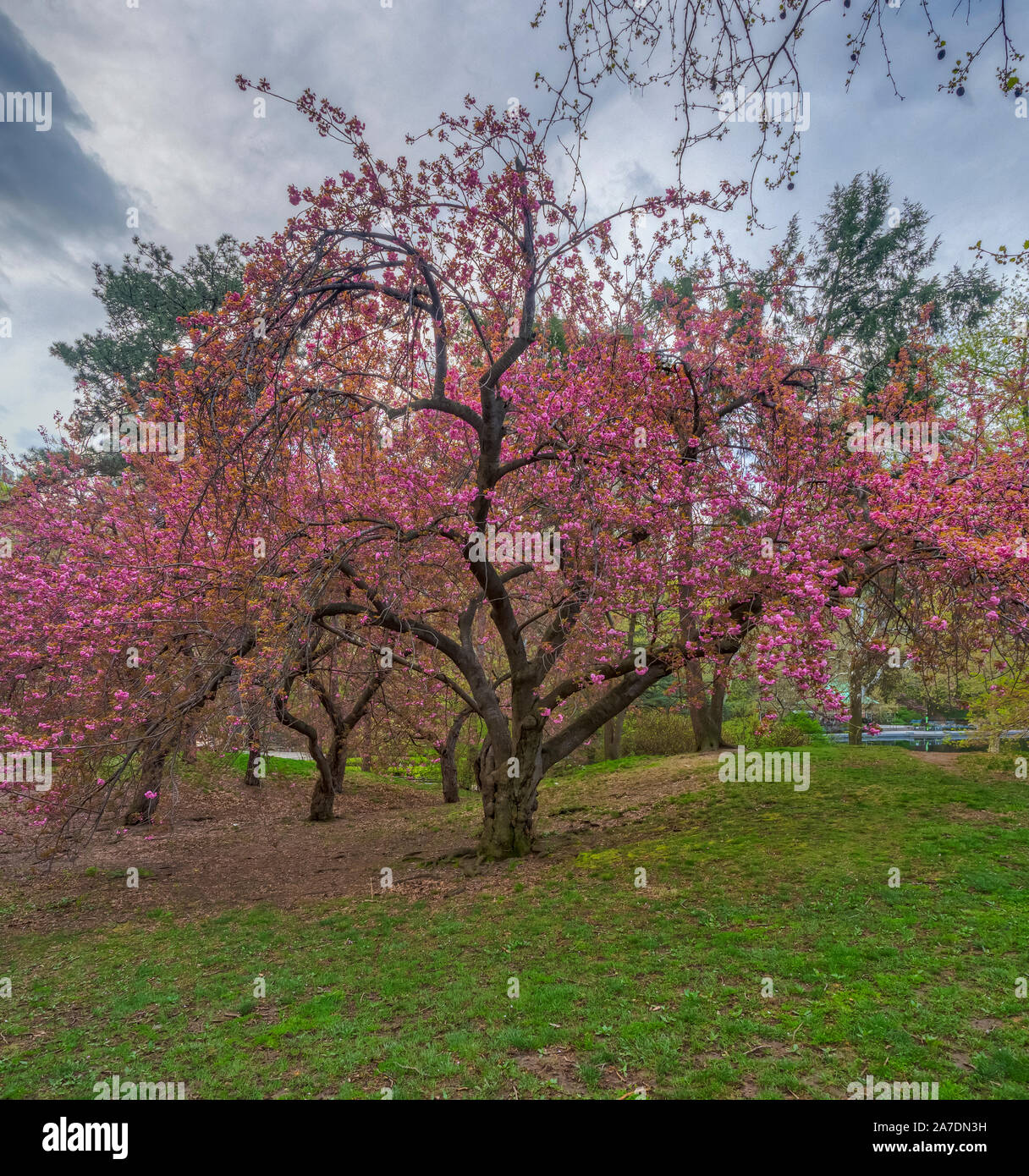 Spring in Central Park, New York City with Japanese cherry trees in ...