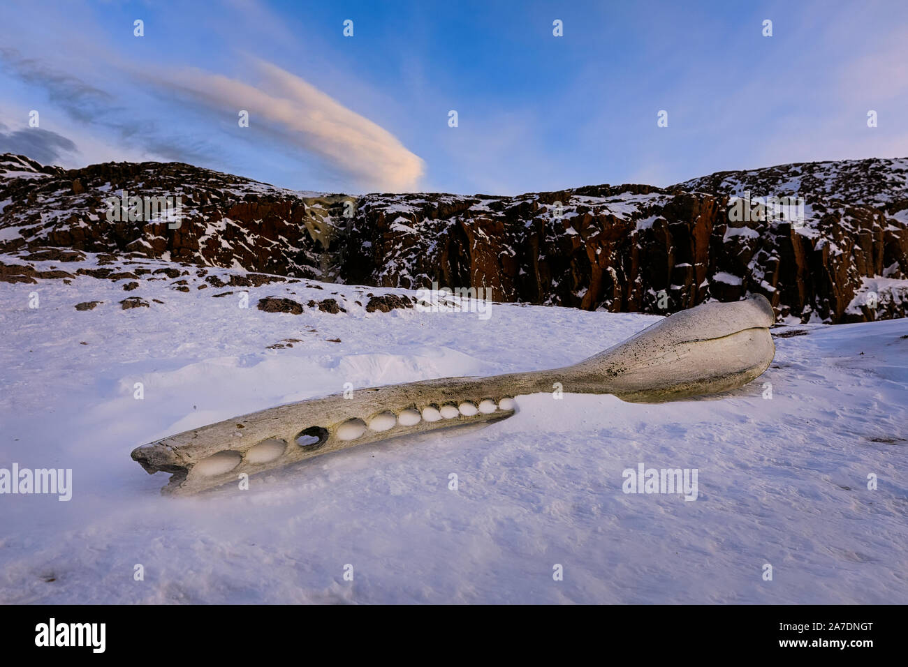 A large whalebone lies in the snow on the shores of the Barents Sea.  Close up photo. Teriberka, Murmansk region, Kola Peninsula. Russia Stock Photo