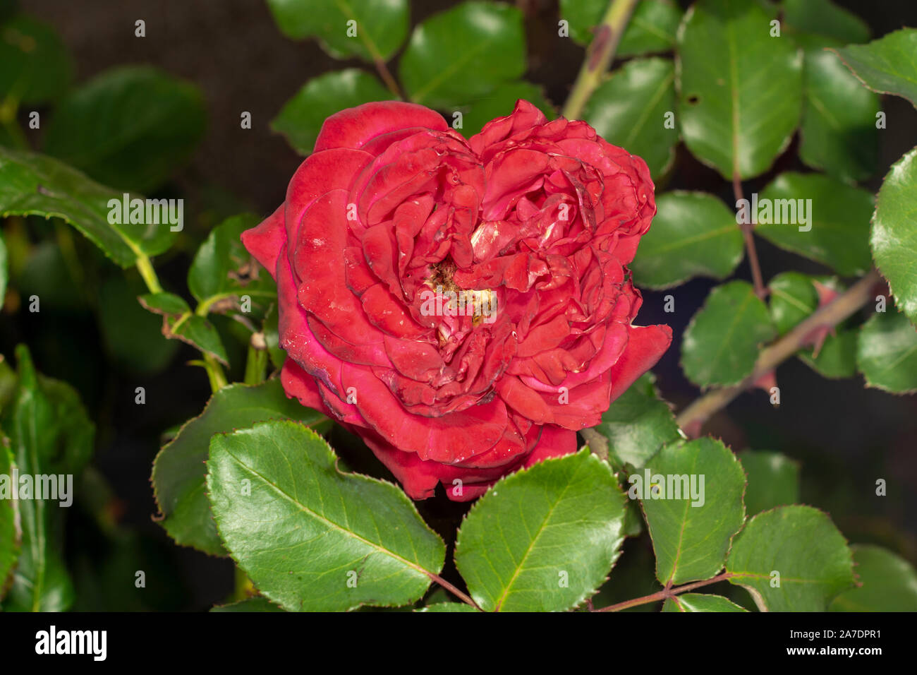 diseased leaves, petals and rose flowers stained with spots. Closeup