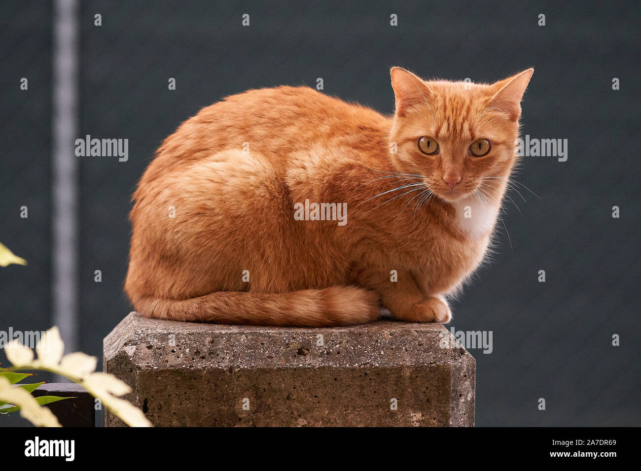 red cat on concrete column Stock Photo