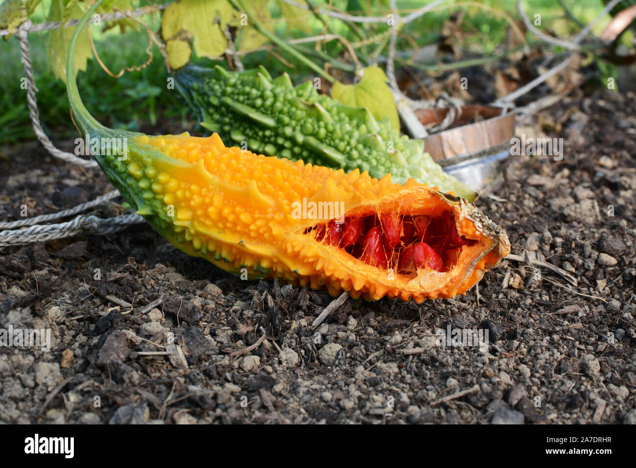 Close Up Of A Ripe Orange Bitter Melon Fruit With Sticky Red Seeds Inside Stock Photo Alamy