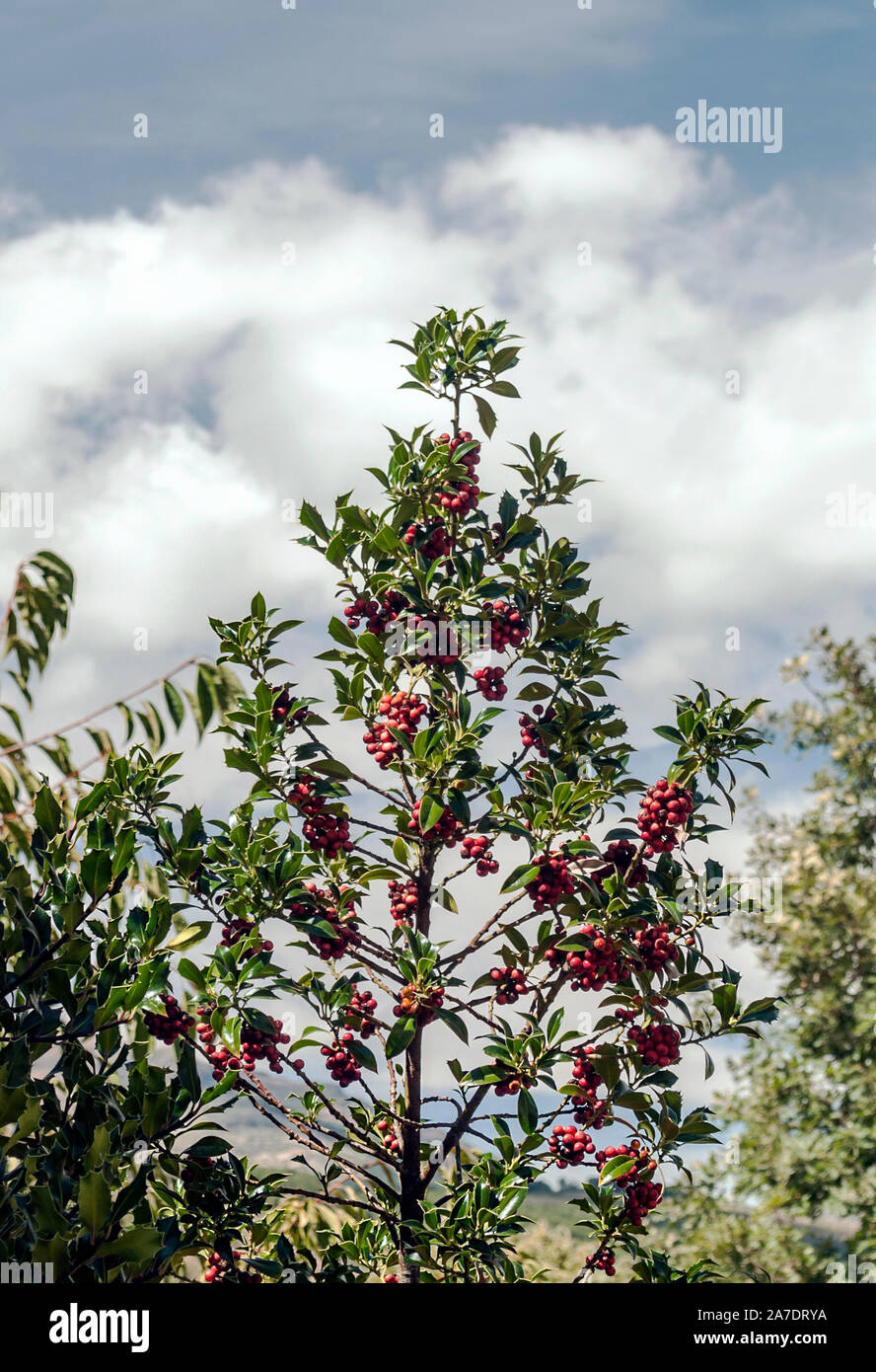 Blackberries on a tree Stock Photo