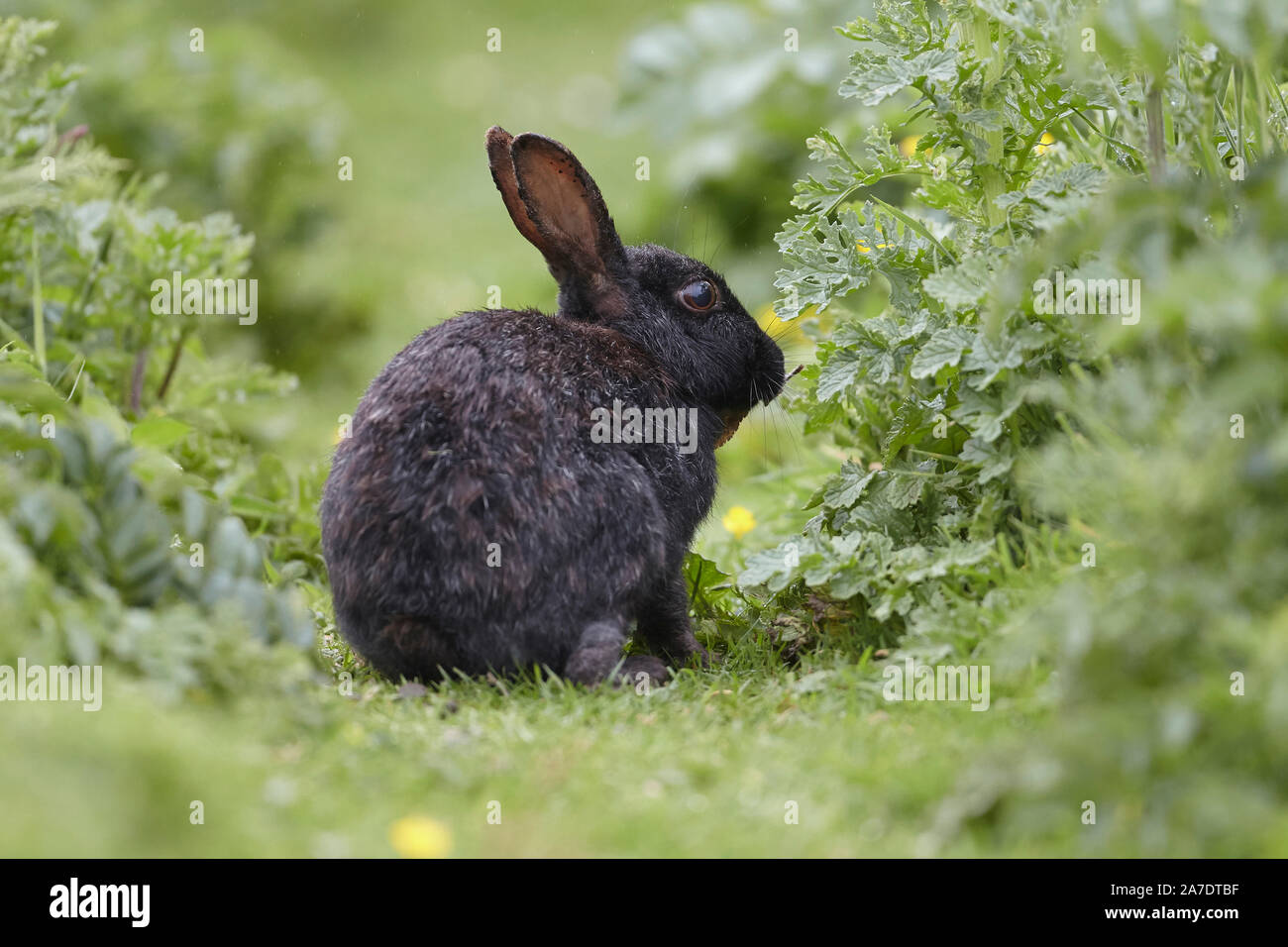 Wild Black Rabbit, Oryctolagus cunniculus,  in the wild, Lunga, Treshnish Islands, Inner Hebrides, Scotland, UK Stock Photo