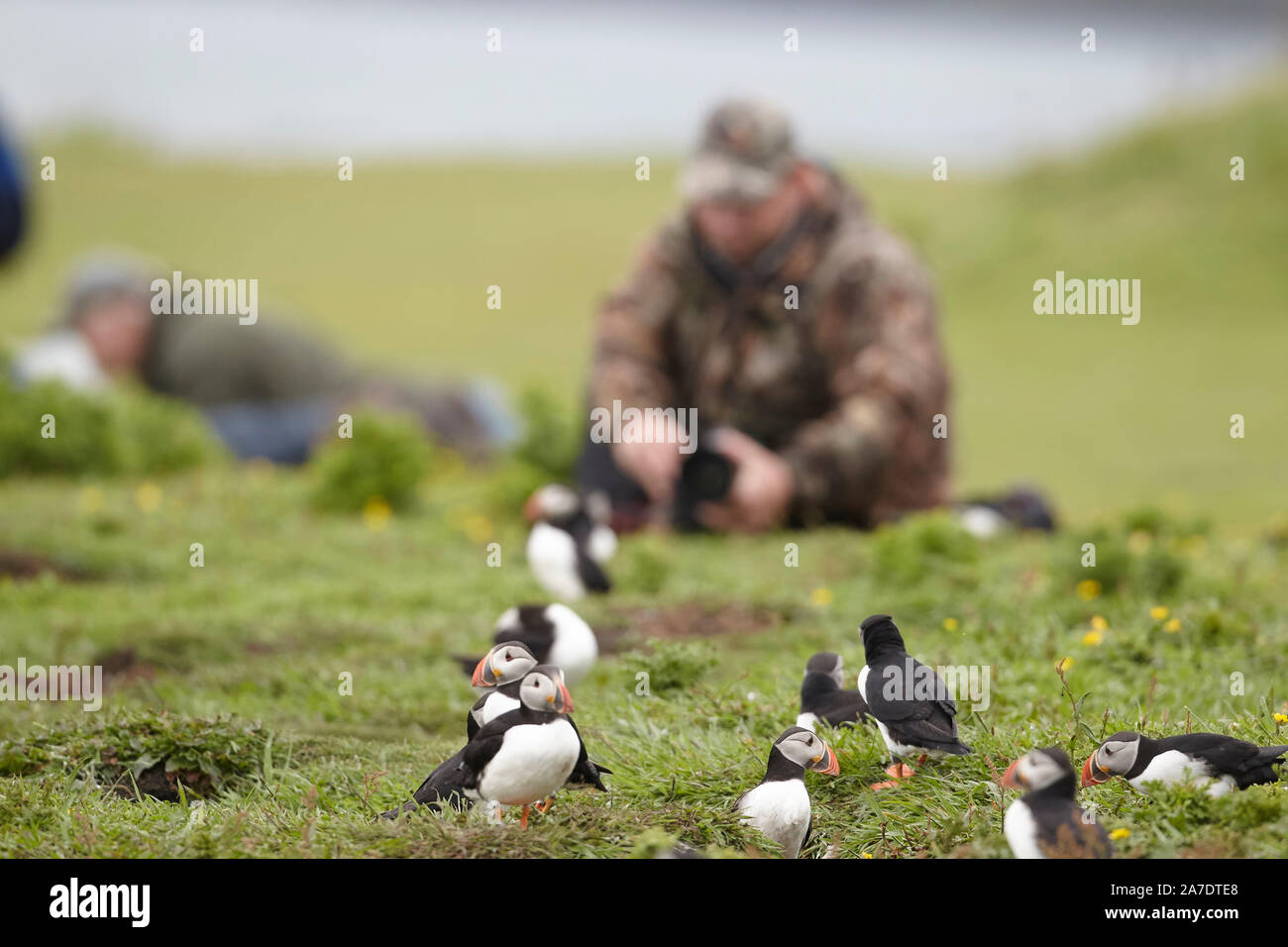 Wildlife photographer photographing puffins, Fratercula arctica, Lunga, Treshnish Isles, Inner Hebrides, Scotland, UK Stock Photo