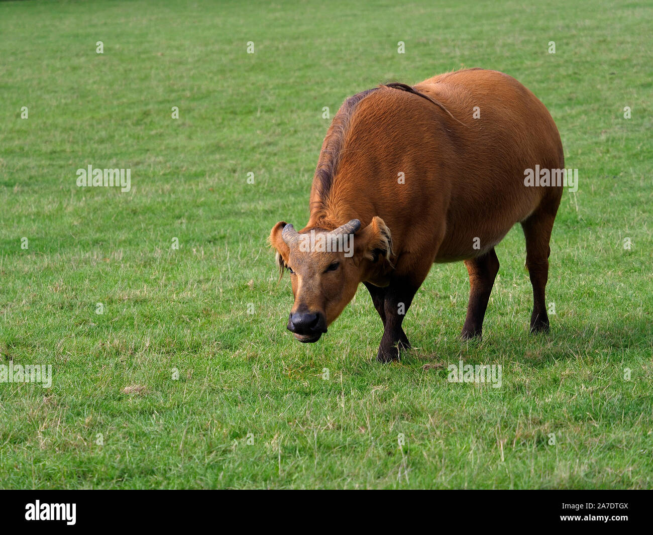 African forest buffalo, Syncerus caffer nanus, single mammal on grass, captive, October 2019 Stock Photo