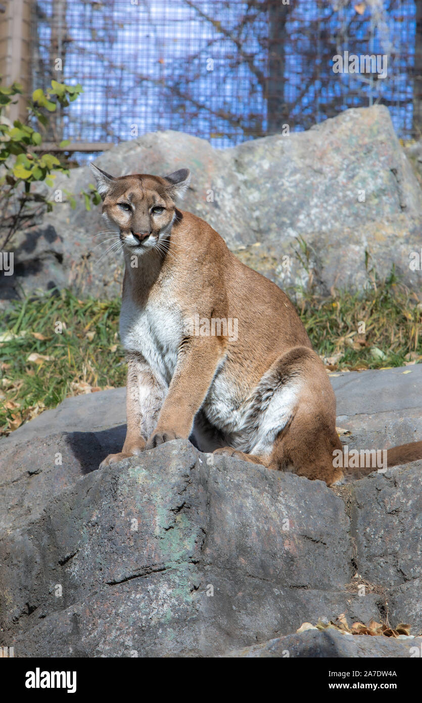 Puma concolor Stock Photo