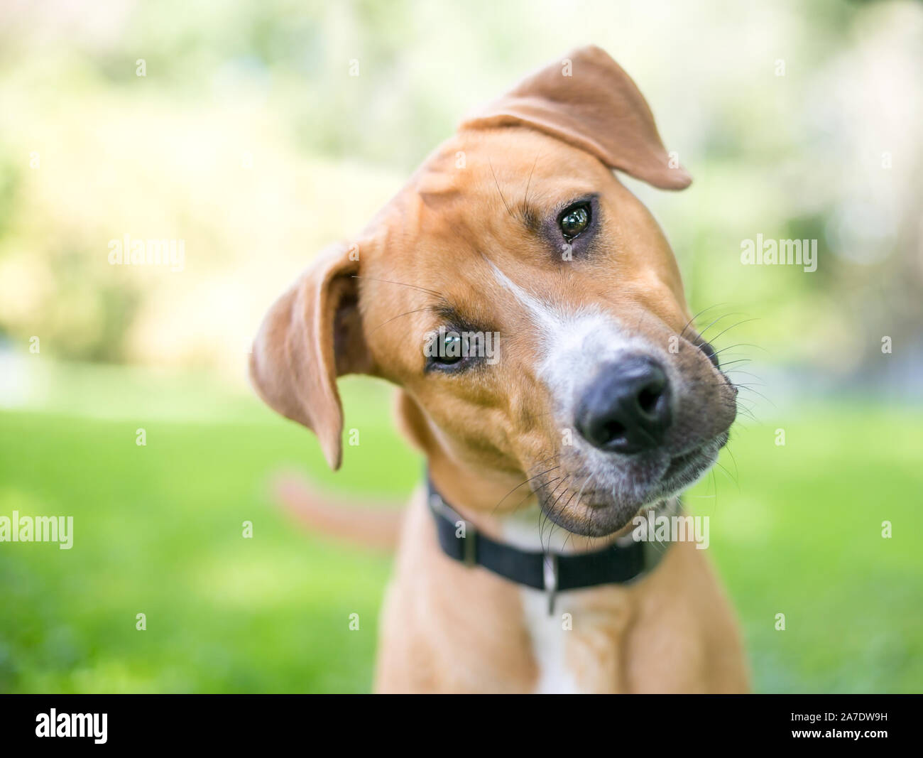 A cute young Retriever / Pit Bull Terrier mixed breed dog listening with a head tilt Stock Photo