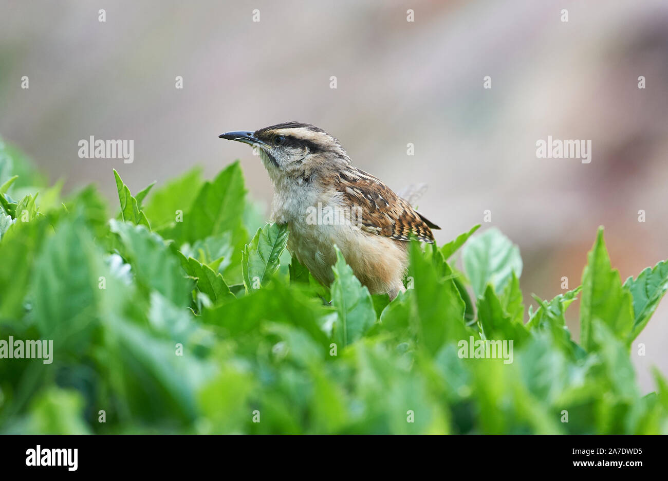 Canyon Wren (Catherpes mexicanus) perched in a tree, Ajijic, Jalisco, Mexico Stock Photo