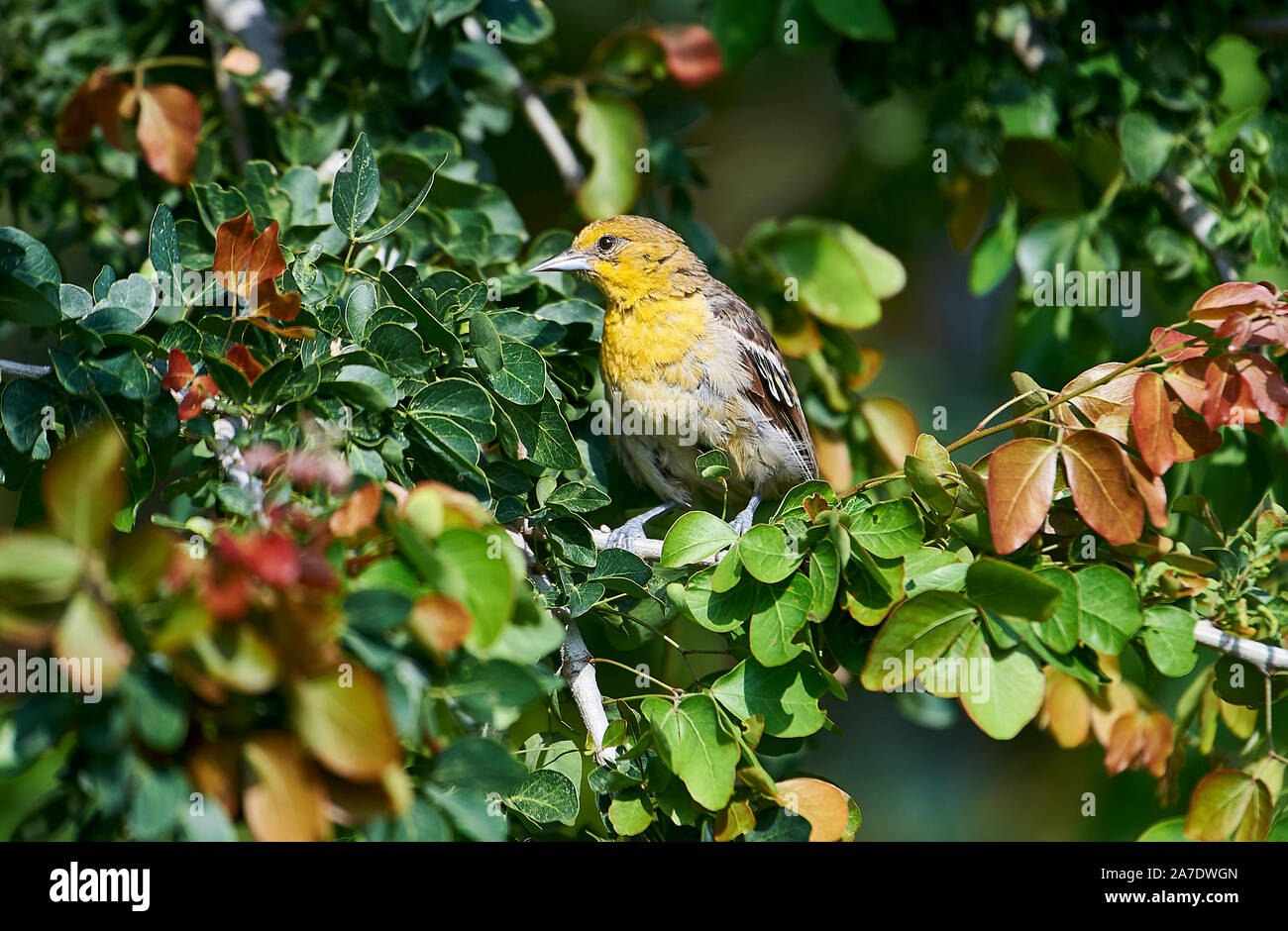 Female Bullock's Oriole (Icterus bullockii) searching for grubs and insects in a tree, Jocotopec, Jalisco, Mexico Stock Photo
