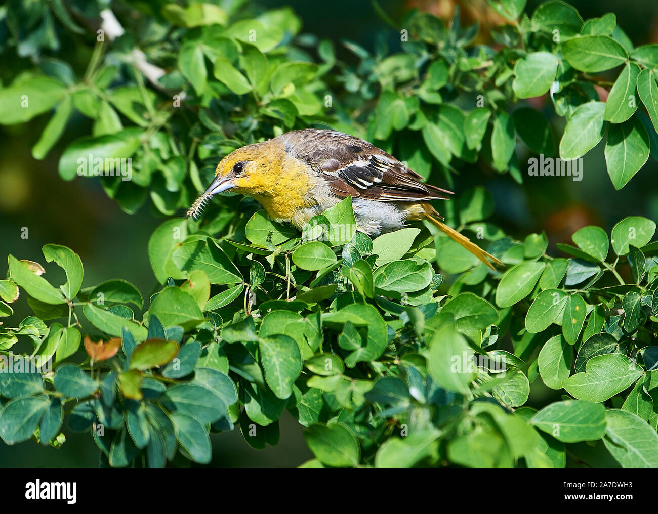 Female Bullock's Oriole (Icterus bullockii) searching for grubs and insects in a tree, Jocotopec, Jalisco, Mexico Stock Photo