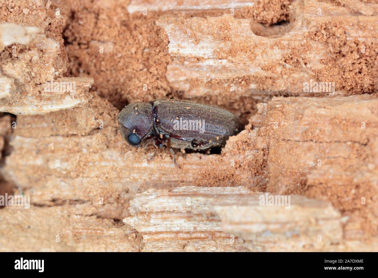 Woodboring beetle, wood borer, anobiidae on damaged wood, extreme close-up Stock Photo