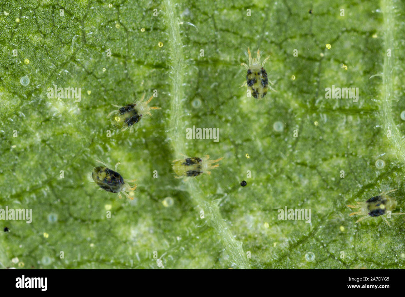 Tetranychus urticae Tetranychidae (red spider mite or two-spotted ...