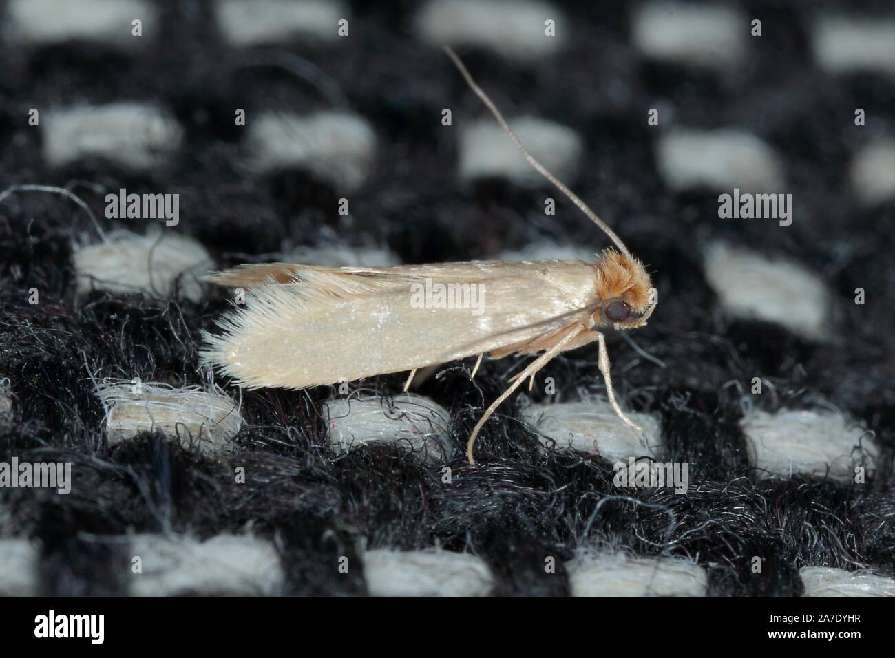 Tineola bisselliella known as the common clothes moth, webbing clothes ...