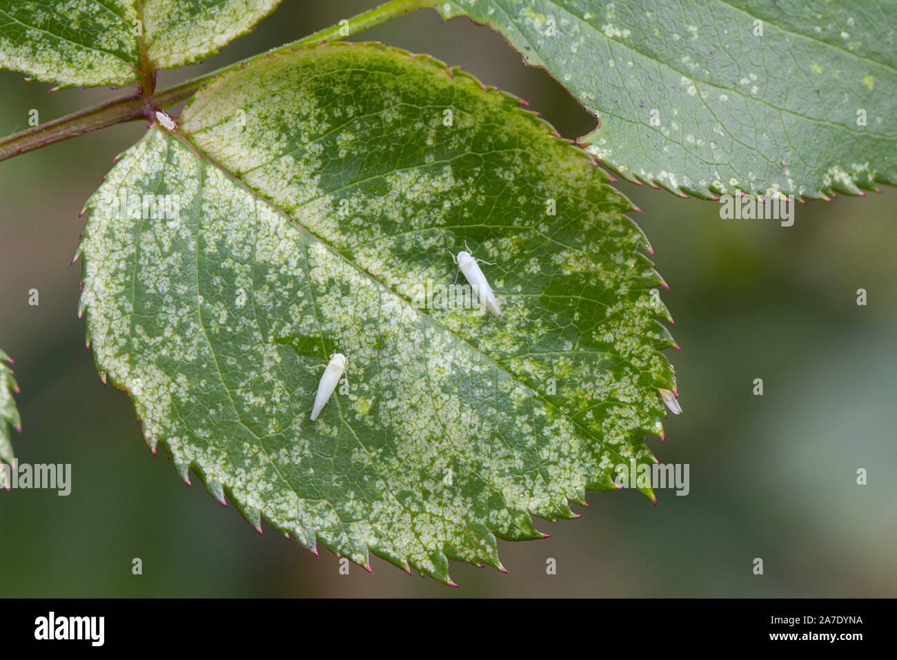 Rose leafhopper Edwardsiana rosae (Cicadellidae) and damage to the rose  leaf made by this pest - bright spots Stock Photo - Alamy