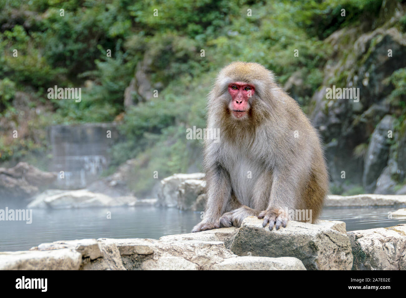 Japanese macaque relaxing near the hot springs in Jigokudami Monkey Park, Nagano, Japan. Stock Photo