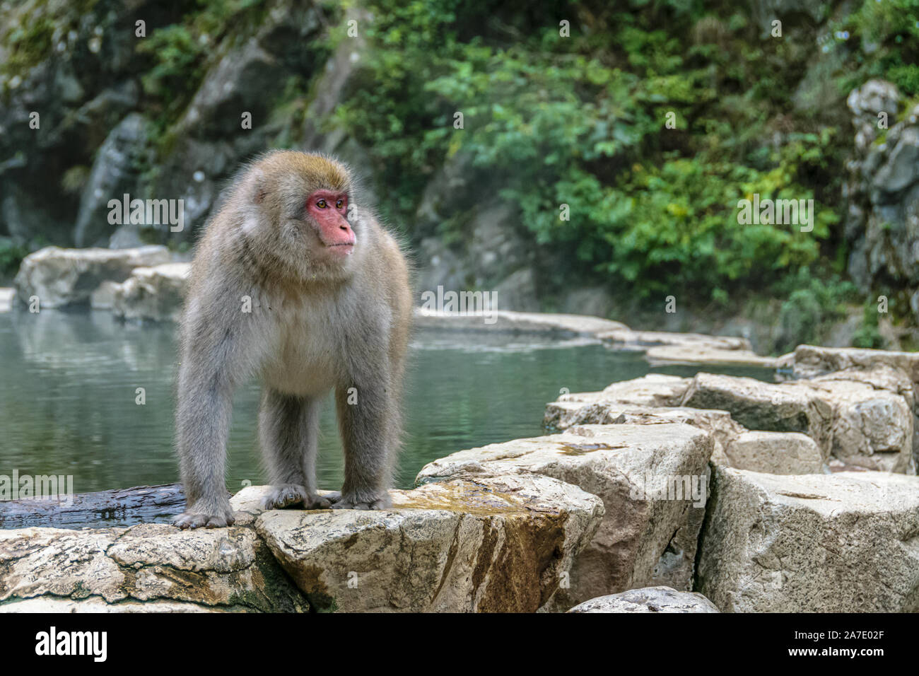 Japanese macaque chilling near the hot springs in Jigokudami Monkey Park, Nagano, Japan. Stock Photo