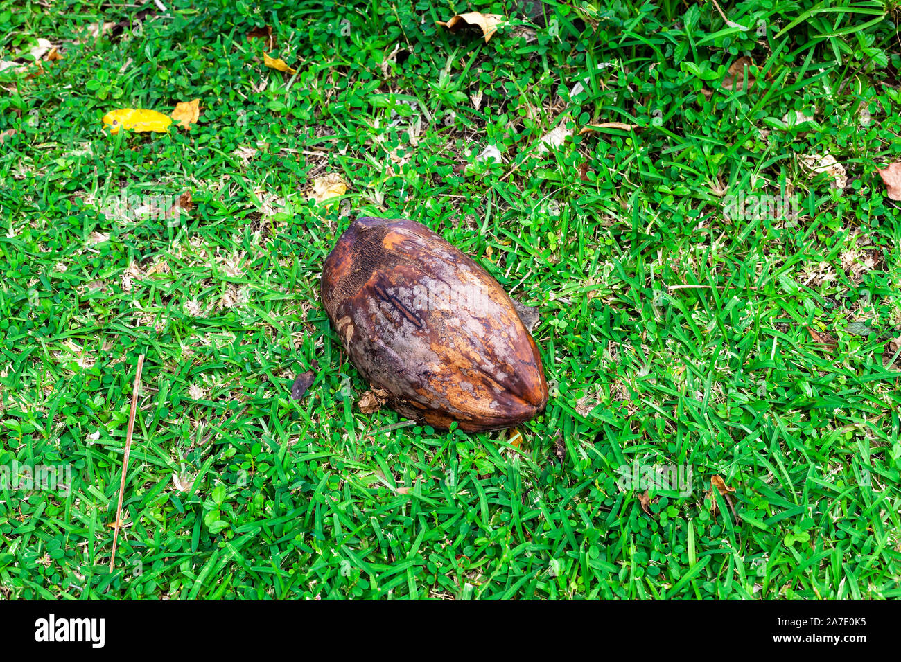 A coconut on the ground in French Polynesia Stock Photo