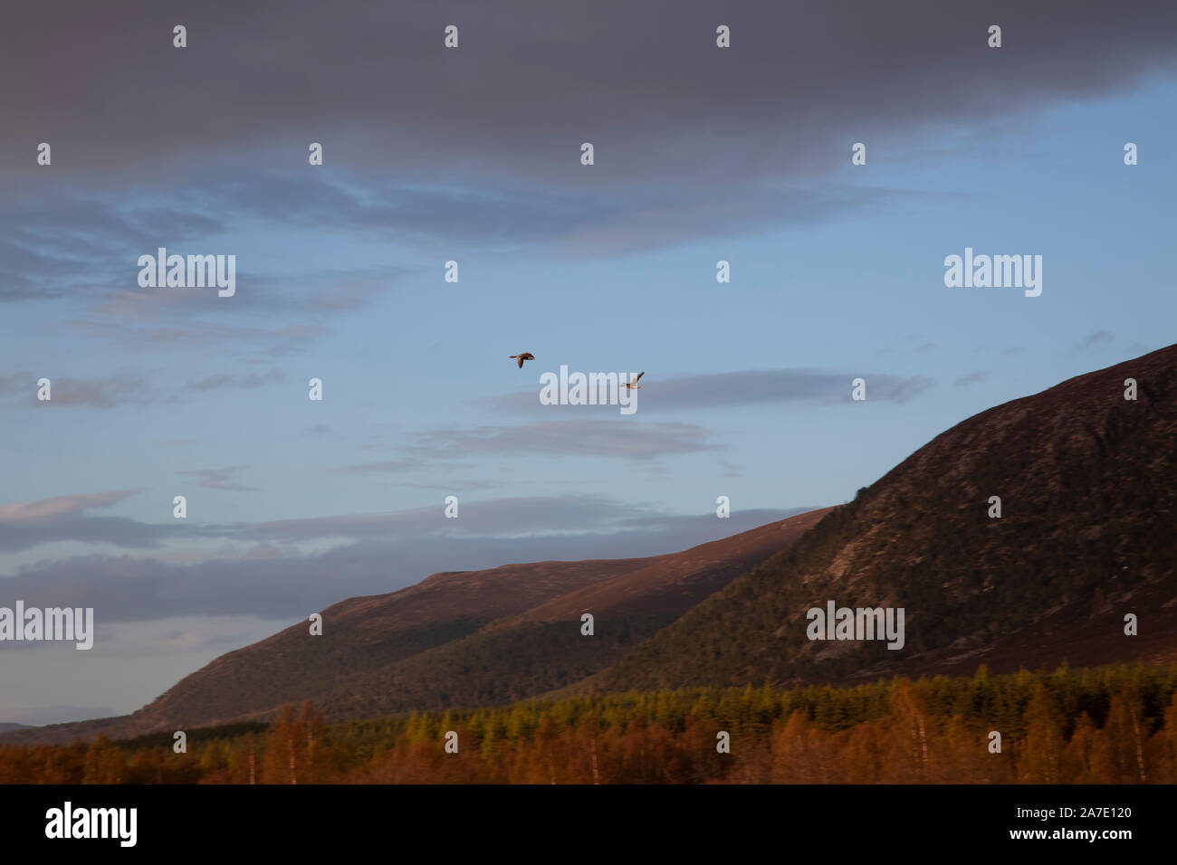A pair of geese at dusk flying to a roost high above the hills in the Cairngorms National Park, Scotland, U.K. Stock Photo