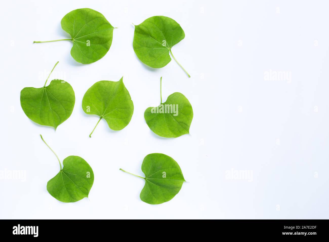 Green leaves heart shaped on white background Stock Photo - Alamy