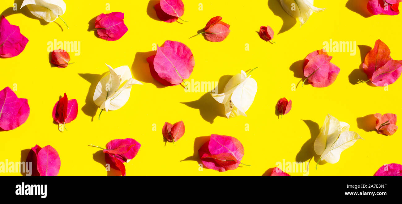 Beautiful red and white bougainvillea flower on yellow background. Top view Stock Photo